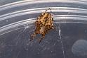 Araneus_ZZ326_D3702_Z_88_Hamelin pool_Australie